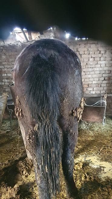 рыбки для аквариума: Продаю | Жеребец | Рабочий — 2