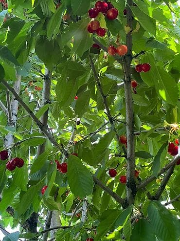 лук продам: Черешня — 4