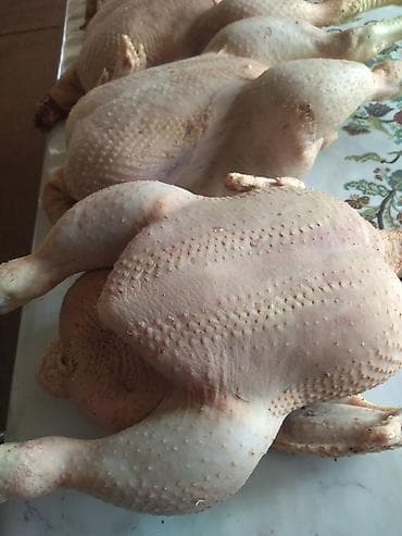 рамен бишкек: Домашняя тушка бройлерных кур (целиком), цена за кг 500 сом - — 2