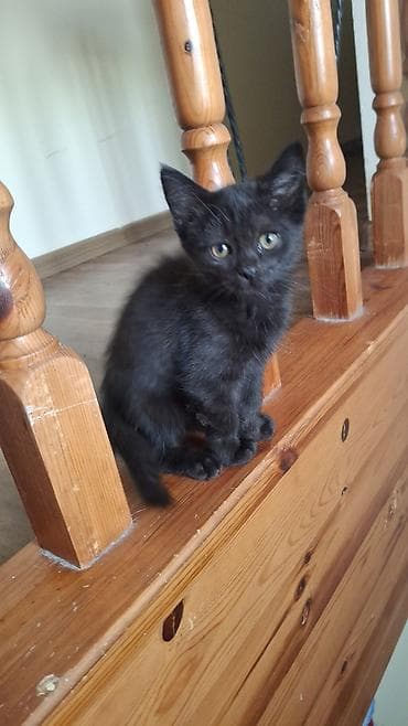 Ветеринар кызматы: Скотиш Страйт (Шотландиялык тик кулактуу), 2 айлык, Эркек, Кара, Лотокко барууга үйрөтүлгөн — 7