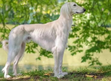 купить щенка пинчера: 1 год, Самец — 1