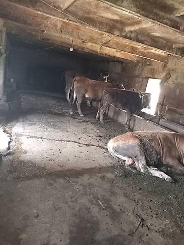 павильон мясной: Продаётся фермерский объект под содержание крупного рогатого скота. - — 3