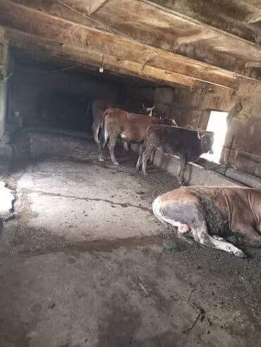 Продаю Ферма КРС, 10 соток, Действующий, Без оборудования, Холодная вода, Электричество