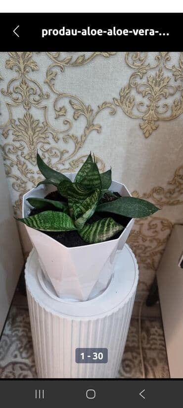 подарок жене на день рождения бишкек: Продаю цветы домашние недорого — 7