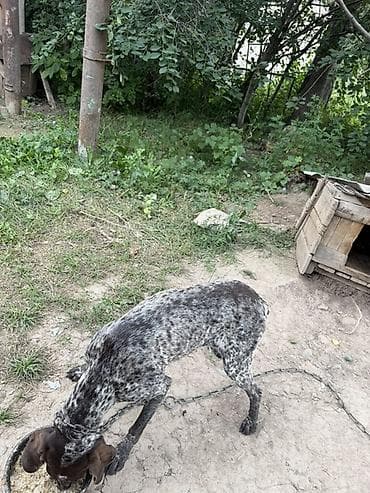 Продажа собак: Немецкая короткошёрстная легавая (курцхаар). - Окрас: крапчатый — 2