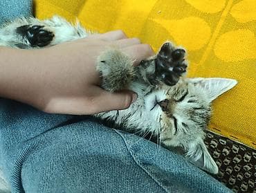 Кошка даром: Беспородная, 1 месяц, Девочка, Проглистована
