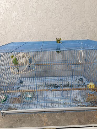 купить ручного волнистого попугая: Просторная клетка для мелких птиц продается клетка с двумя попугаеми - — 2