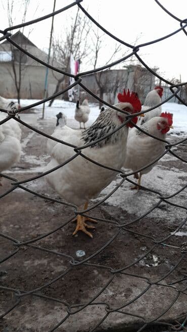 яйцо бройлер: Продаю | Куры | Суссекс | Для разведения — 6