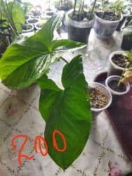 фикус али: Домашние комнатные растения — черенки и молодые кустики В — 7