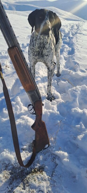 Вязка собак: Курцхаар, 1 год, Самец — 2