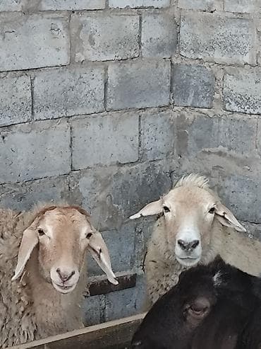 я ищу баран: Продаю | Овца (самка) | Для разведения | Племенные — 4