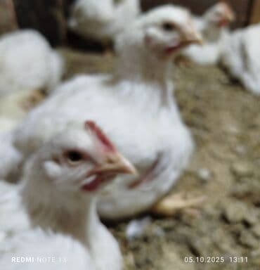 в связи с переездом отдам попугая жако в добрые руки: Читайте описание внимательно. 👆 У нас большой ассортимент мяса птицы👇 — 3