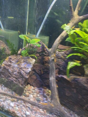 малек форели: Гуппи 35с меченосцы от 50 с анцитрусы мальчики взрослые по 300с — 1