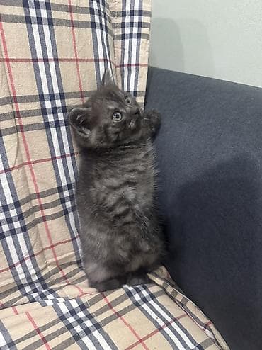 шотландский прямоухий кот цена: Скотиш Страйт (Шотландская прямоухая), 2 месяца, Девочка, Серый, Приучена к лотку, Проглистована — 6