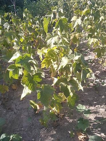 Карагаттын кочоттору сатылат. Продаём саженцы смородины Алтайский