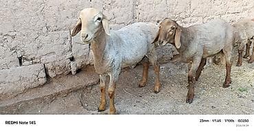 баран самка: Продаю | Овца (самка) | Для разведения | Ярка — 7