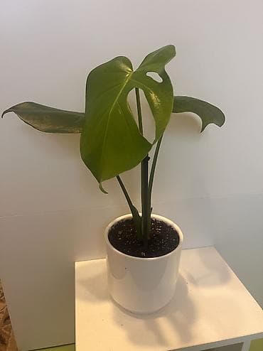 Упаковочные товары: Монстера 700 сом — 1