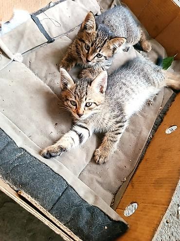 Кошки: Котёнок тигрового окраса - Милейший полосатый котёнок с мягкой — 6