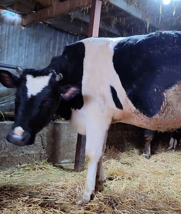 животний: Продаю | Тёлка | Швицкая | Для разведения | Племенные, Стельные, Нетель — 5