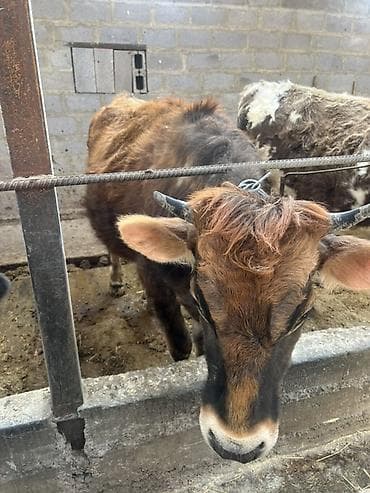 Продаю | Корова (самка), Тёлка | Швицкая | Для разведения, Для молока | Стельные, Искусственник, Нетель