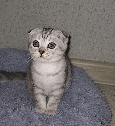 ош коты: Шотландский вислоухий котёнок (Scottish Fold) - Окрас: серебристый — 1