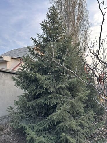 купить шкаф для одежды бишкек: Саженцы деревьев: Ели — 4