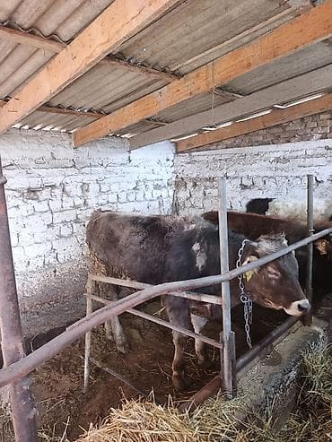 лысая собака: Продаю | Бык (самец), Музоо, торпок | Швицкая | На откорм — 1