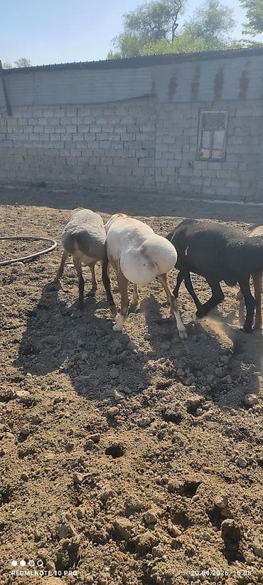 грил козу: Продаю | Баран (самец) | На забой, Для разведения | Племенные — 7