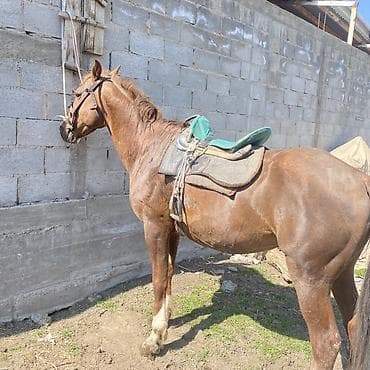 шотландская овчарка: Продаю | Жеребец | Рабочий — 2