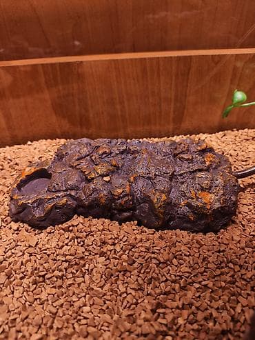 террариум: Террариум для гекконов, сцинков и других ящериц, полностью — 4