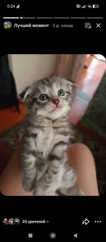 као мани: Котёнок с серебристым тигровым окрасом (табби). - Полосатая короткая — 2