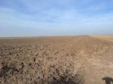 дом арча бешик 3: 8 соток, Айыл чарба үчүн, Сатып алуу-сатуу келишими — 1