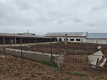 бишкек продаю дом село нижний алаарча: Сдаю действующий фермерский комплекс для КРС. Электричество и вода — 1