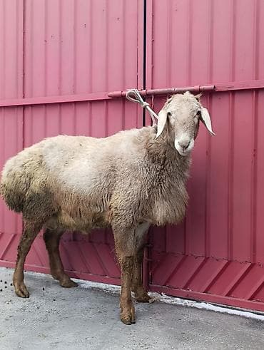 баран самка: Продаю | Баран (самец) | Арашан | Для разведения | Племенные — 6