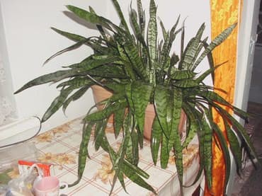 растения для аквариума: Продаю комнатные расстения,кактусы.фикус.денежное дерево,королевская — 9