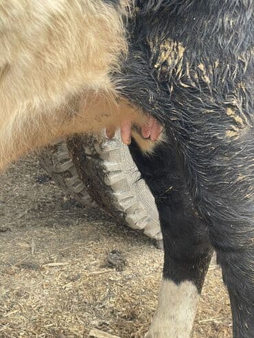 сколько стоит породистый щенок немецкой овчарки: Продаю | Корова (самка) | Для разведения, Для молока | Племенные, Стельные, Искусственник — 4