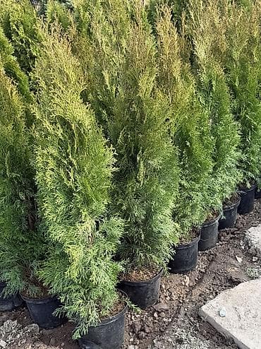 леса купить: Местно выращенная туя Смарагд. конической формы с плотной зеленой — 5