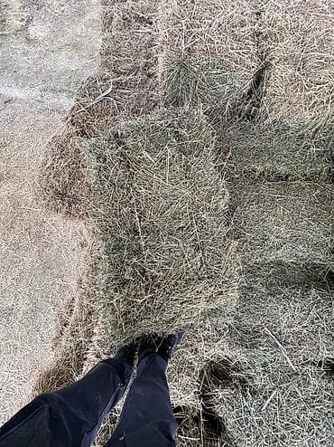 кыргыз тайган ит: Продаю чистый зеленый клевер второй укос ЧАЙ, плотный Кыргызстан — 8