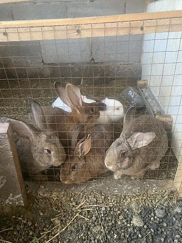 Баран, овца: Продаю | Крольчата | Серый великан | Для разведения — 1