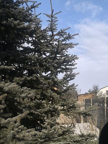 Кеңсе буюмдары: Көчөттөр дарактардын: Карагайлар — 2