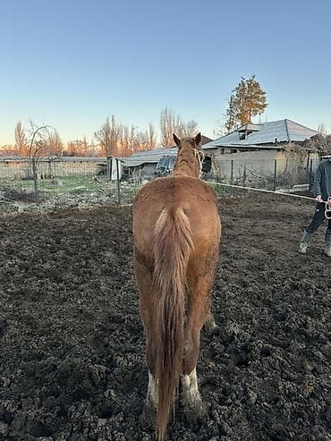 кошки ош купить: Продаю | Жеребец | Для разведения — 8