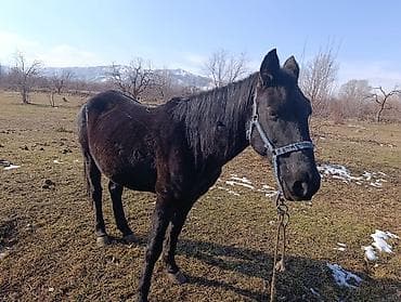 Продаю | Кобыла (самка) | Для разведения