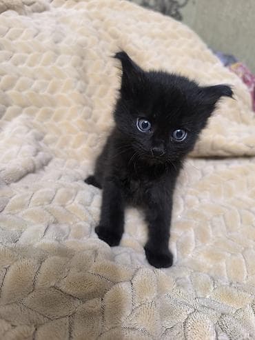 где можно взять кошку бесплатно: Котята в добрые руки. Район Аламединского рынка., 1,5 месяца — 3