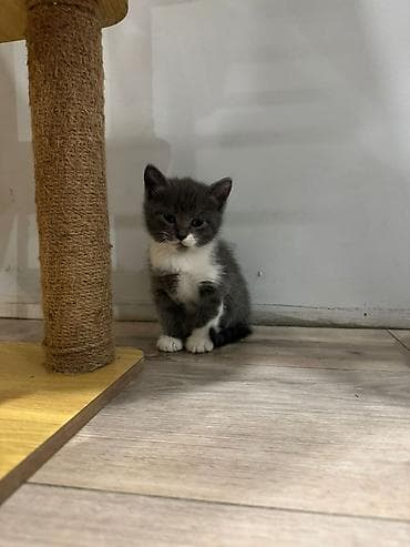 мышык ош: Котята — домашние любимцы Описание: - Милые малыши с мягкой короткой — 4