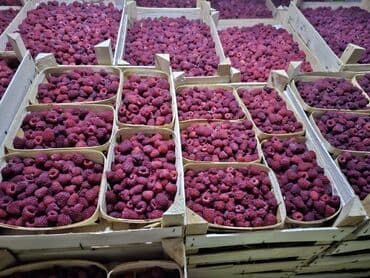 электротовары оптом бишкек: Малина Оптом, Самовывоз, Платная доставка — 1