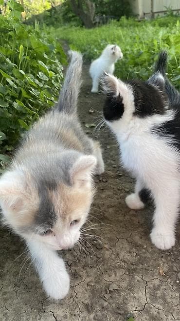 кошка шотланская: Отдам котят в добрые руки 🐾 Ищем заботливых хозяев для трёх — 3