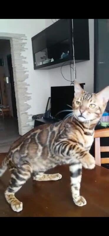 купить породистых котят: Красивейшие бенгальские котята .вырастают вот такими красавцами очень — 8