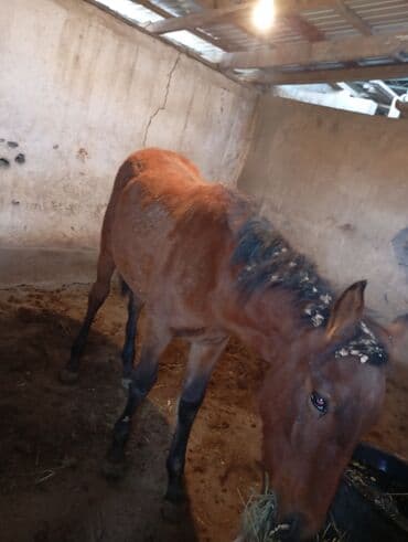 алабай цена 2022: Продаю | Жеребец | Для разведения — 2