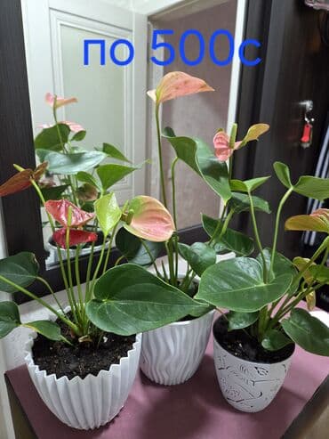 искусственные розы: Антуриум в горшке - Декоративно-цветущее комнатное растение с — 2