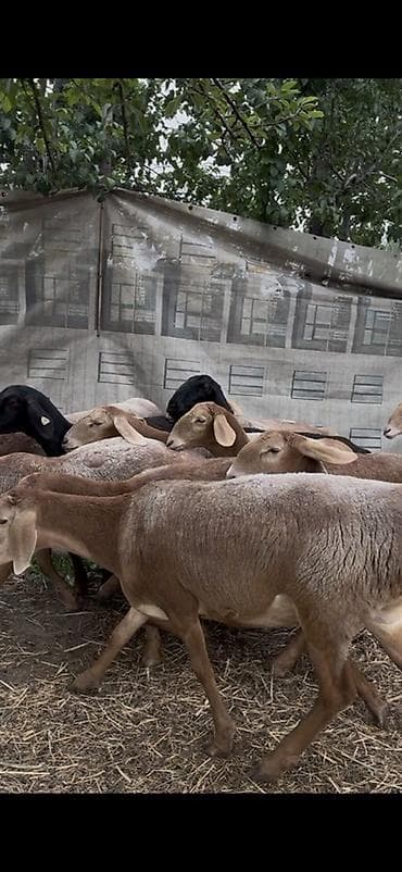 кошка сфинкс с шерстью: Продаю | Овца (самка), Ягненок | Арашан | Для разведения | Матка, Ярка — 3